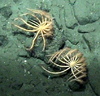 Brisingids