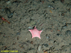 Ceramaster cushion star