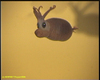 Piglet squid