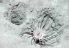 Cerianthid anemone