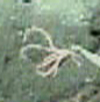 comatulid crinoid