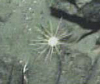Sea Urchin (Diadema)