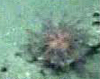 Basket Star (euryalid ophiuroid)