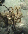 Gorgonian Seafan