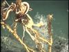 Gorgonian Seafan