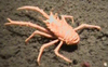 Squat Lobster (Galatheid)
