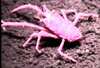 Squat Lobster (Galatheid)