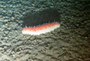 Stichopus tremulus