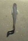 Grenadier