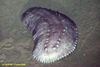 Paelopatides sea cucumber