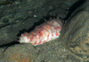 Stichopus tremulus