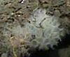 Glass Sponge (Hexactinellid)