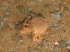 Hermit crab