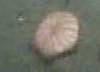 Sea Urchin