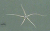 Seastar (ophiuroid)