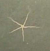 Seastar (ophiuroid)