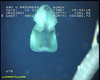 Paelopatides sea cucumber