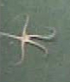 Seastar (ophiuroid)