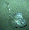 Ray