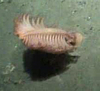 Sea Pen