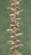 Sea Pen