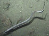 Eel