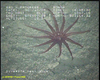 Anemone (likely to be Edwardsid)