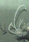 Sea whip