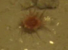 Anemone