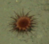 Anemone