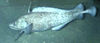 Codling (Antimora)