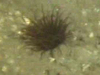 Cerianthid Anemone