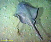 Ray