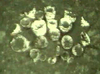 Cup Coral (probably dead)