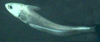 Grenadier