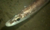 Halosaurus