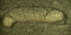Sea Cucumber