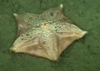 Sea star (Hymenaster)