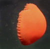 Jelly (Scyphomedusae)