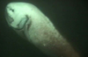 Cusk Eel