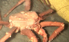 Lithodid Crab