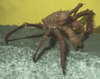 Lithodid Crab