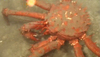 Lithodid Crab