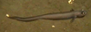 Eelpout