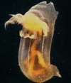 Swimming Sea cucumber
