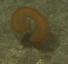 Sea Pen (Pennatulid?)