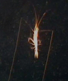 Prawn (Plesopenaeus sp.)