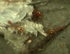 Prawn