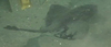 Ray