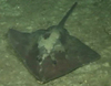 Ray